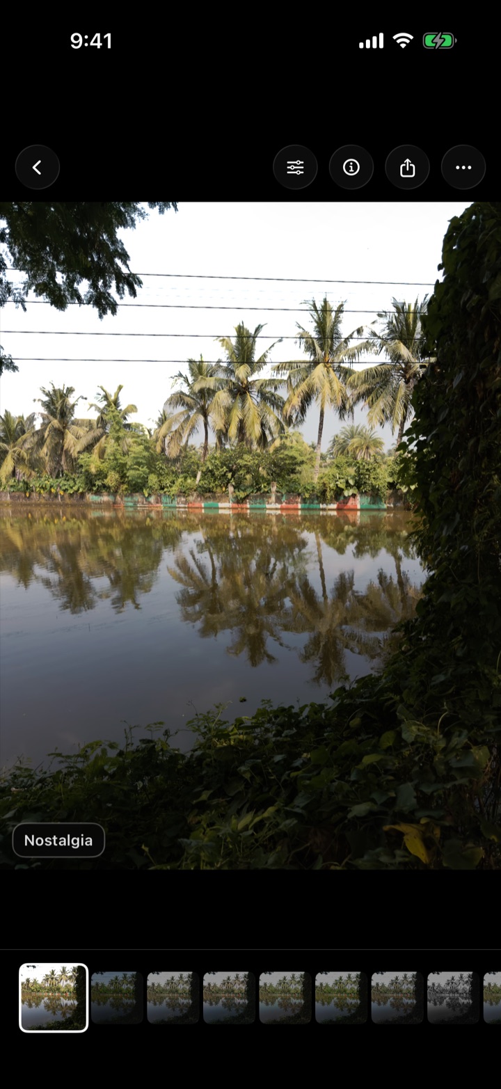 A photo of palm trees reflected in a pond, developed with the Nostalgia film in Chobial